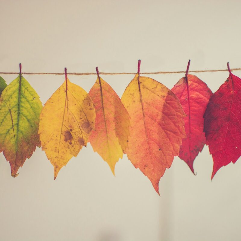How to Leverage Seasonal Trends in Your Cosmetic Surgery Blog Content